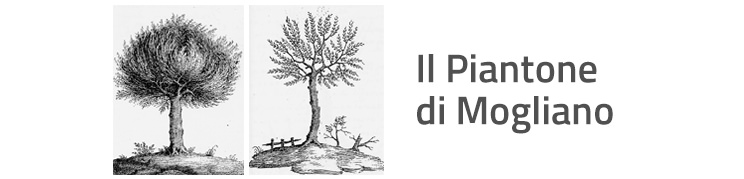 logo piantone Mogliano