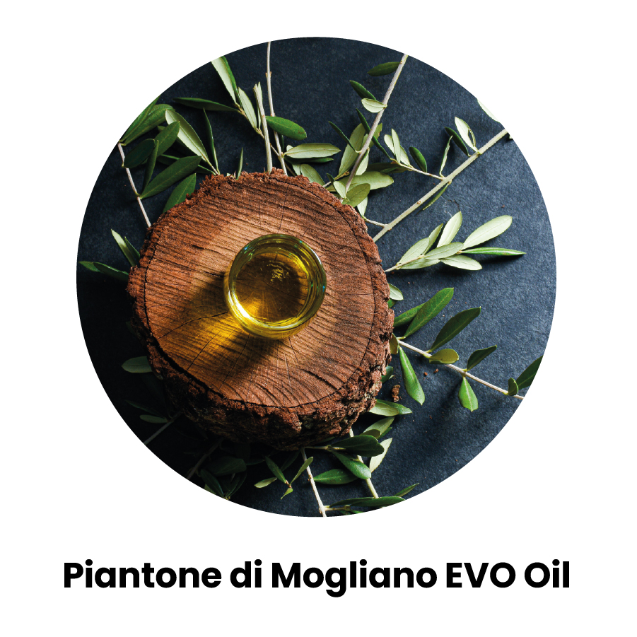 Piantone di Mogliano EVO Oil;