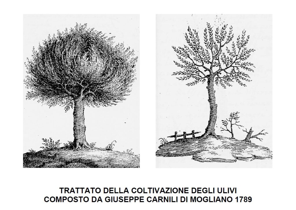 trattato piantone di mogliano